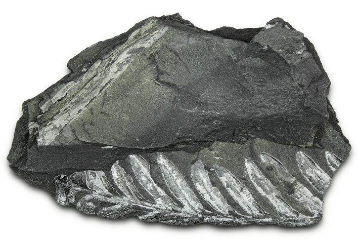 Fossil Seed Fern (Alethopteris) Plate - Pennsylvania #347686